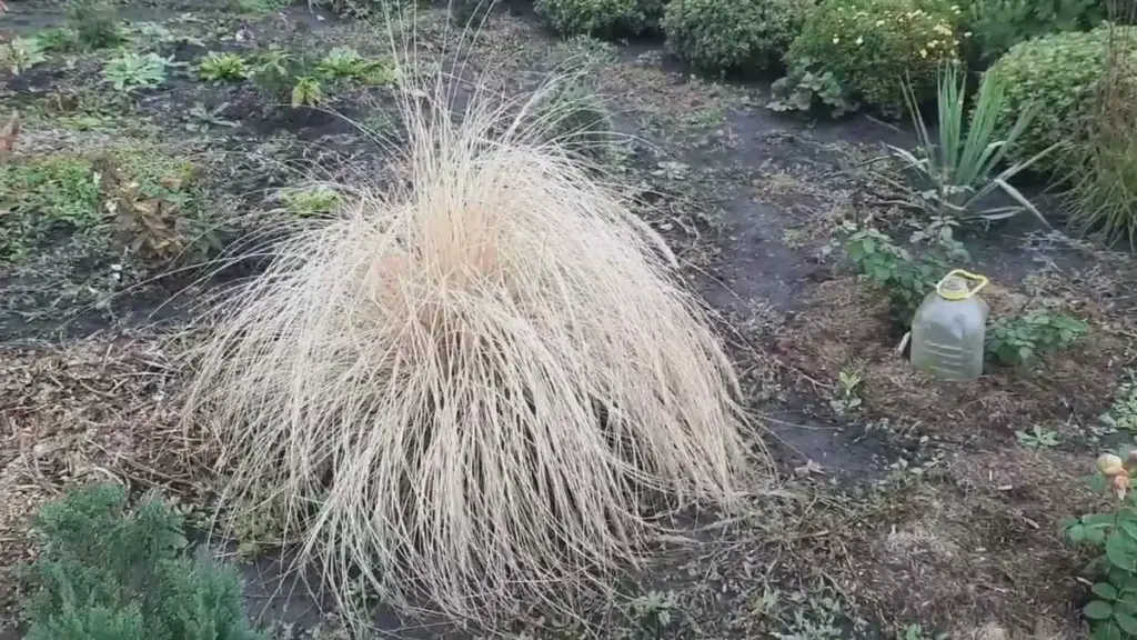 Dieses eine Kraut verwandelt den Garten in eine winterliche Futterstation für Meisen